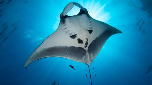 Giant Manta Ray