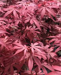 In some cases, the brooms are quite large in size and are easily spotted. Skeeter Broom Mendocino Maples Nursery