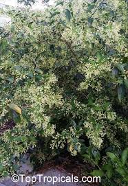 Elke dag worden duizenden nieuwe afbeeldingen van hoge kwaliteit toegevoegd. Cestrum Nocturnum Night Blooming Jasmine Queen Of The Night Night Jessamine Lady Of The Night Toptropicals Com