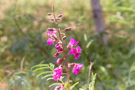Image result for Caesalpinia glandulosopedicellata