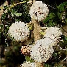 Image result for Wahlenbergia abyssinica