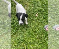 We own both mum and dad and both are working falconry and gun dogs so this is a special litter for us after years of. Puppyfinder Com German Shorthaired Pointer Puppies Puppies For Sale Near Me In North Carolina Usa Page 1 Displays 10