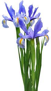 Free Image On Pixabay Dutch Iris Blue Plant Bulb Iris Flowers Dutch Iris Plants