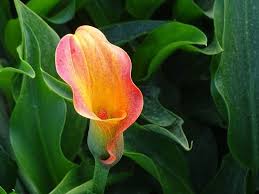 Cerca nel più grande indice di testi integrali mai esistito. La Calla In Inverno Piante Appartamento La Calla In Inverno
