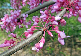 Olive trees can live for several centuries and can remain productive for as long if they are pruned correctly and regularly. Wildflowers Of Western Pennsylvania Eastern Redbud Tree Cercis Canadensis Spring Is The Season For The Flowering Trees This Native Deciduous Tree Blooms In April Or Early May And Produces Magenta Colored Buds