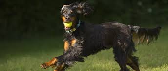Maybe you would like to learn more about one of these? Gordon Setter Steckbrief Charakter Wesen Und Haltung