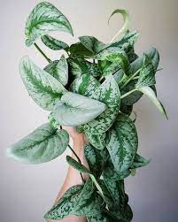 The name means silvery, used to describe the variegation on the leaves. 39 Best Scindapsus Ideas House Plants Plants Indoor Plants