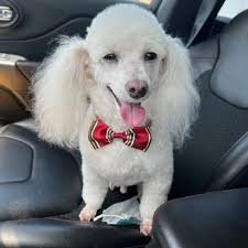 Clearance grooming by pam Top Sale