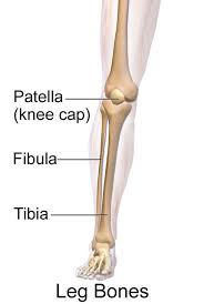 Ulna and the radius are two bones that sit next to each other. Broken Leg Tibia Fibula Settlement Amounts Car Accidents And More