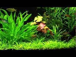 Planted Aquarium Low Tech Planted Aquarium Aquarium Low Tech
