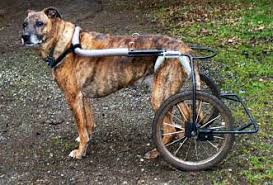 Have your dog stand while doing so if he can; Diy Dog Wheelchairs Diy Cat Wheelchairs Handicapped Pets