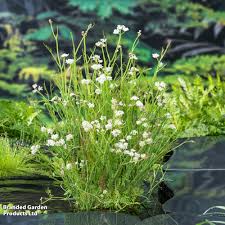 Image result for Oenanthe mildbraedii