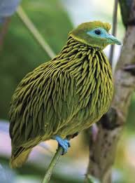 Red Bird With Spiky Hair The Golden Fruit Dove Endemic To The Fiji Islands The Spiky Feathers Are Quite Elongated And Almost Appear Iridescent Due To Their Hair Lik Birds Birds