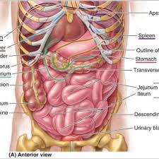 human stomach anatomy diagram human anatomy body picture