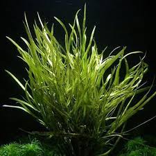 Image result for Heteranthera