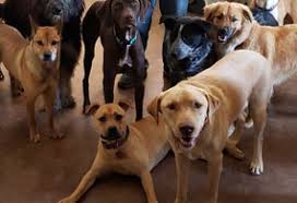 Maybe you would like to learn more about one of these? Barking Oaks Pet Resort Spa Pet Grooming Private Spa Training Doggy Day Care And More You Can Be Sure There Is Something Each And Every Pet Will Enjoy