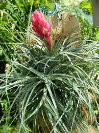 Скачать стоковые фото spiky white flower. Tropical Plants Rainforest Plants That Look Great In The Garden