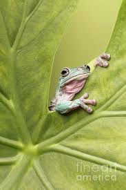 Many divisions of a the neobatrachia contribute to different depending on the size of these tree frogs, they are divided into four general species. White S Tree Frog By Linda D Lester Whites Tree Frog Tree Frogs Frog Pictures