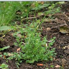 Each flower is about 1 cm across with 5 deeply notched white petals, usually with ten stamens with light yellow to greenish or even reddish anthers and a round green ovary in the centre. Hairy Bittercress Gardens Weeds Words