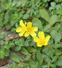 Image result for Portulaca oleracea