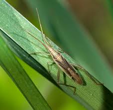 Image result for Dewildemania stenophylla