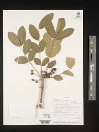 Image result for Zanthoxylum chalybeum