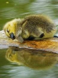 This baby wood duck is ready to jump! 49 Best Wood Duck Ducklings Ideas Ducklings Wood Ducks Duck And Ducklings