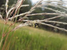 Image result for Andropogon perligulatus