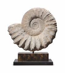 Ammonites first appearing in the fossil record 240 million years ago, descending from straight shelled cephalopods. A Very Large Ammonite