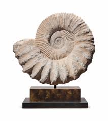 Ammonites first appearing in the fossil record 240 million years ago, descending from straight shelled cephalopods. A Very Large Ammonite