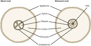 9.9.0 cells, plant cells, elodea 9.5.1 pericarp, plant tissue (popcorn, maize) 9.0.1 plant tissue types 9.54.2 phloem 9.0.2 plant tissues, plant parts 9.54.1 xylem. Roots Biology I