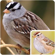 Learn what environments and food sources best suit which. Wild Birds Unlimited Nature Shop