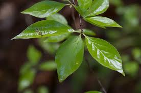 Image result for Vernonia ambigua