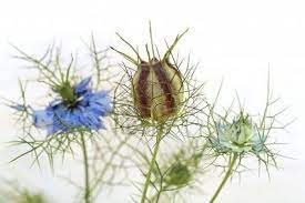 Love In The Mist Nigella Damascena Flowers And Seed Capsule Seed Capsule Flowers Nigella