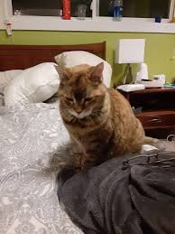 Primary lung tumors, which originate in the lung, are incredibly rare in cats. My Cat And Friend Of Years Was Diagnosed With Late Stage Lung Cancer We Think She Has Maybe A Month If We Re Lucky I Don T Know What To Do Griefsupport