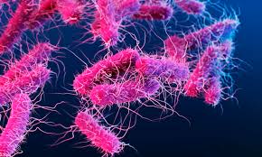 Image result for Bacteria