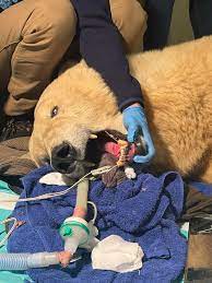 ELSA TEĎ MŮŽE ZASE UKÁZAT SVŮJ PRAVÝ LEDNÍ ÚSMĚV.🐻‍❄️ Když k nám do Brna dorazila z německého Bremerhavenu, všimli jsme si, že není ve své kůži — málo jedla, hubla a působila