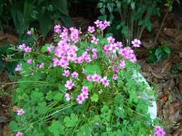 Image result for Tragia lasiophylla