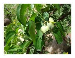 Image result for Dioscorea praehensilis