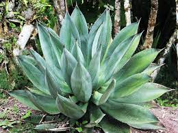 Als interessant und überlebensfähig in hiesigen gärten gelten beispielsweise die agave und der feigenkaktus. Tropen Feeling Exotische Bepflanzung Im Garten Robomow