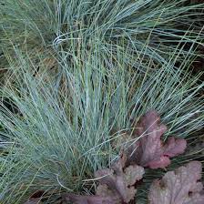 Image result for Festuca costata