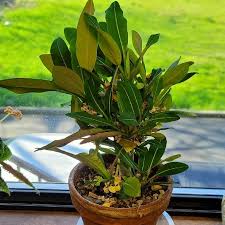Image result for Adenium boehmianum