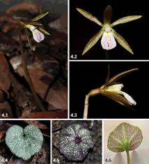 Image result for Nervilia kotschyi