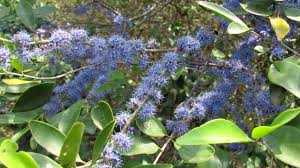 Image result for Memecylon myrianthum