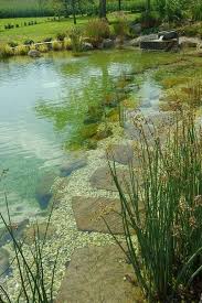 Pin By Carla Grytdal On Pond Natural Pool Ideas In 2020 Natural Swimming Pools Swimming Pond Natural Pond