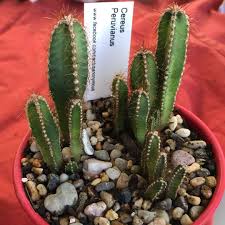 Night blooming cereus is one of the easiest cactus from which to take cuttings. Cereus Peruvianus Night Blooming Cereus In Gardentags Plant Encyclopedia