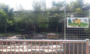 Ramalan shio macan tahun 2020 menyatakan bahwa bintang anda akan kembali bersinar, setelah ditutupi awan gelap disepanjang tahun lalu. Intip Kandang Harimau Lembah Hijau Lampung Berasa Di Singapore Zoo Lho Tepercaya Beritanya