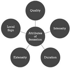 Image result for Sensation