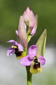 Image result for Ficalhoa