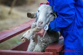 In commemoration of this intervention, animals are sacrificed. Post Molitva I Zaklanie Kak Pravilno Otmechat Kurban Bajram Obshestvo Aif Kazan